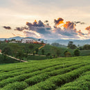 Darjeeling First Flush 2025 Singbuli 1kg Musta tee Forsman Tee